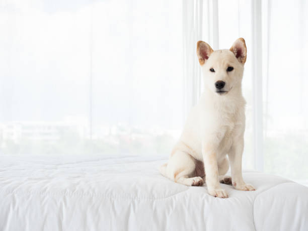 How to find pet-friendly apartments